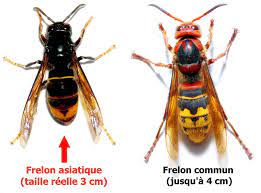 différence de taille entre le frelon commun et le frelon asiatique