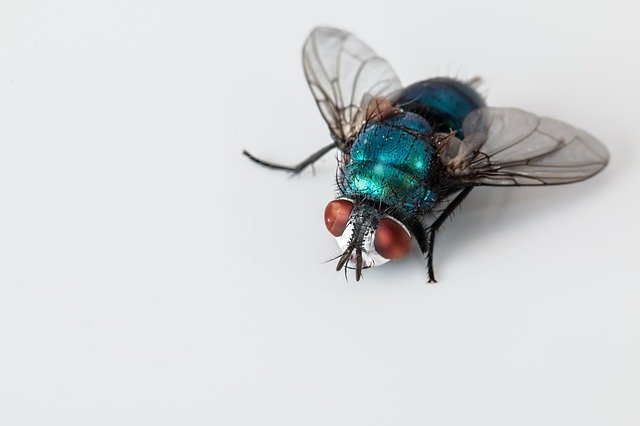 image d'une mouche verte